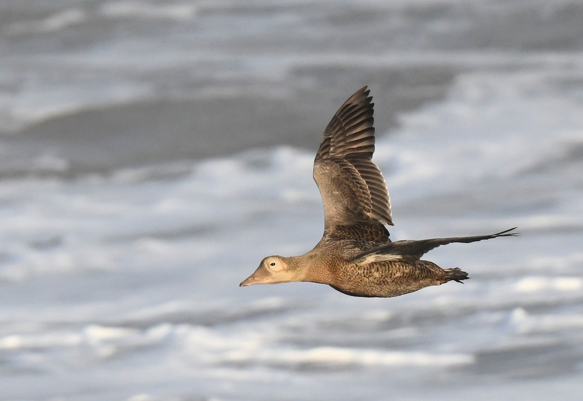 Spectacled Eider - ML493729141