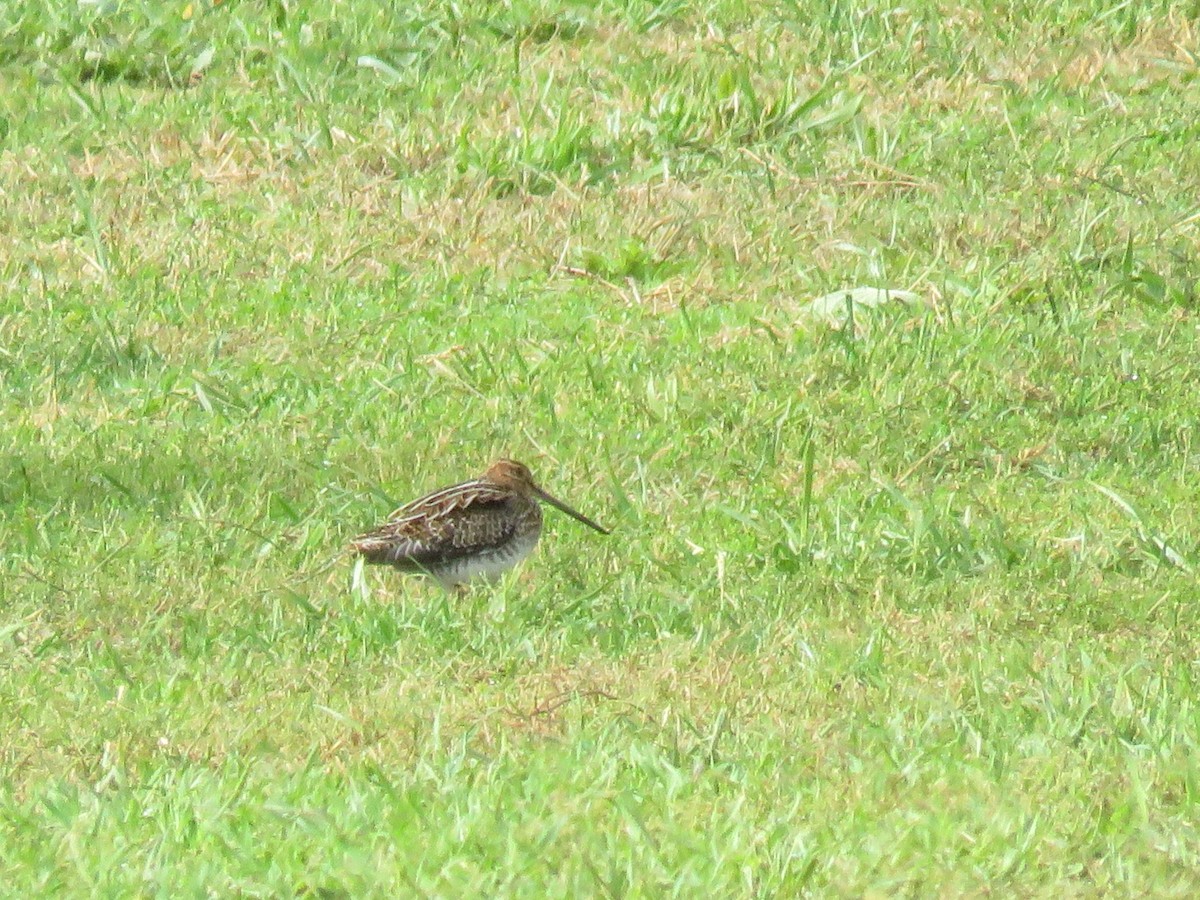 Wilson's Snipe - ML493729581