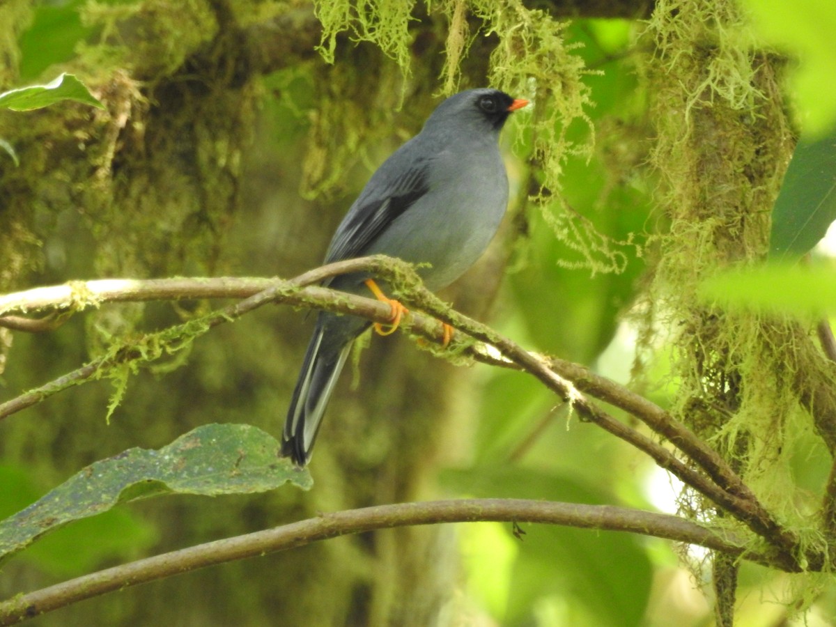 Black-faced Solitaire - ML49372991