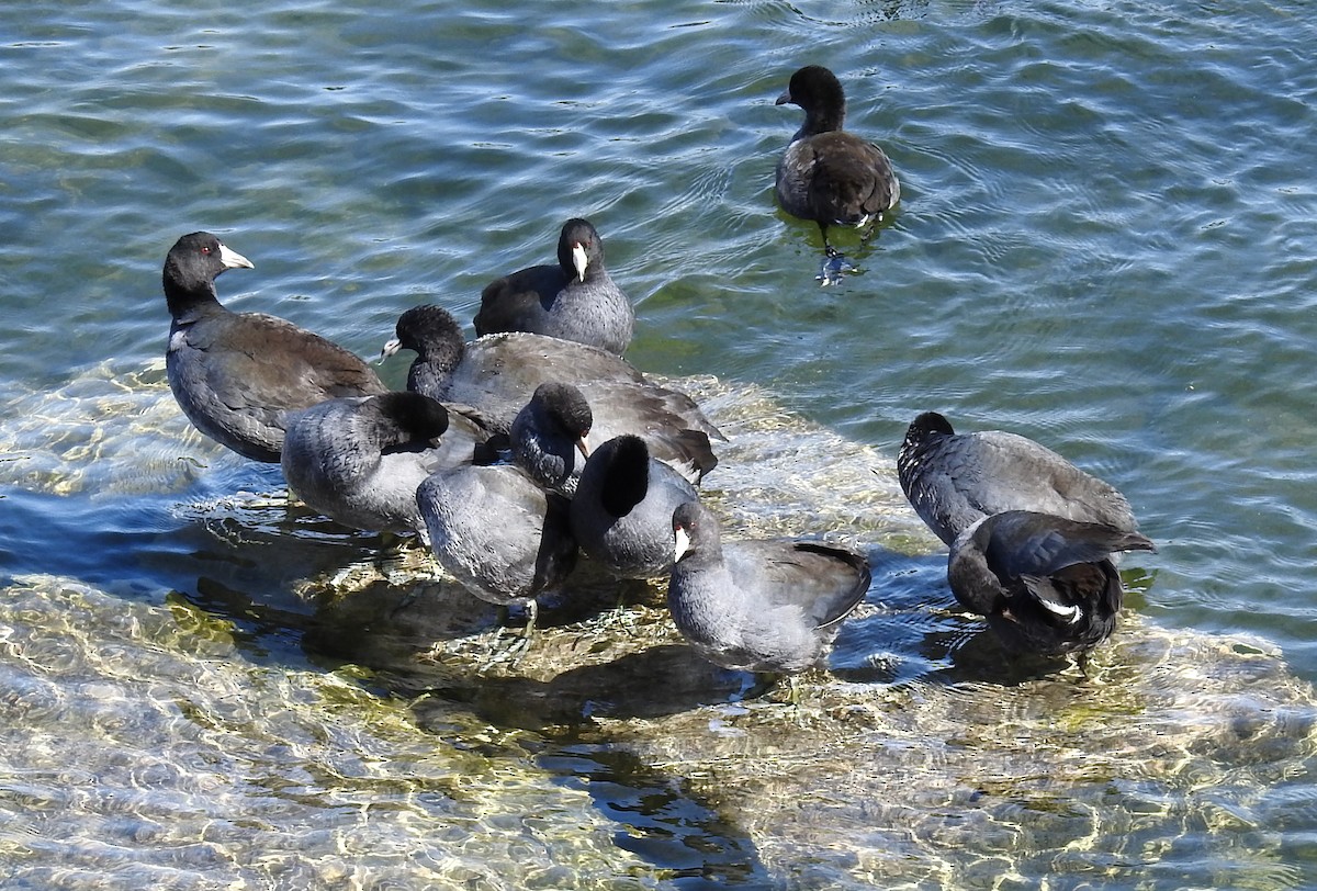 American Coot - Kayo Roy