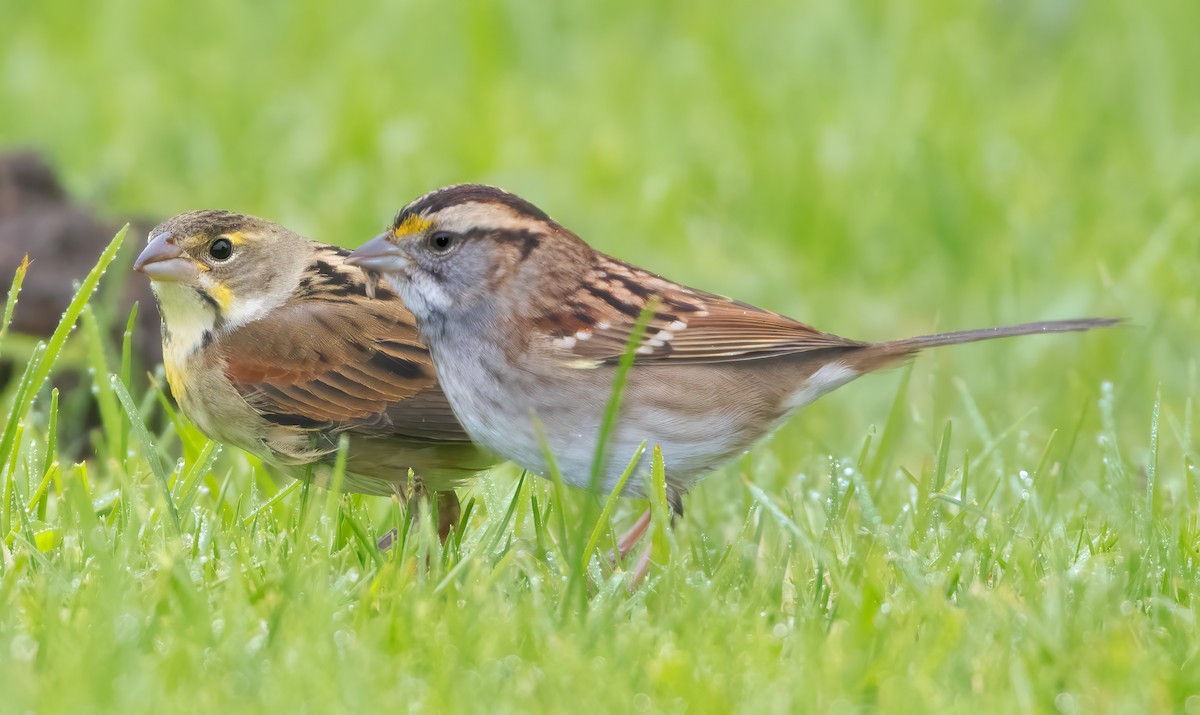 White-throated Sparrow - ML493733371