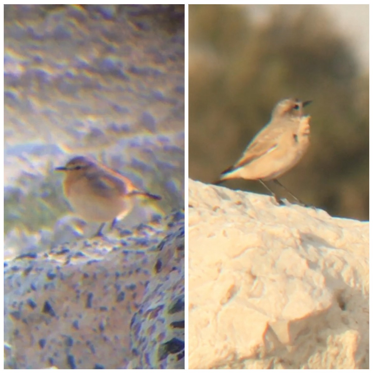 Desert Wheatear - ML49373411