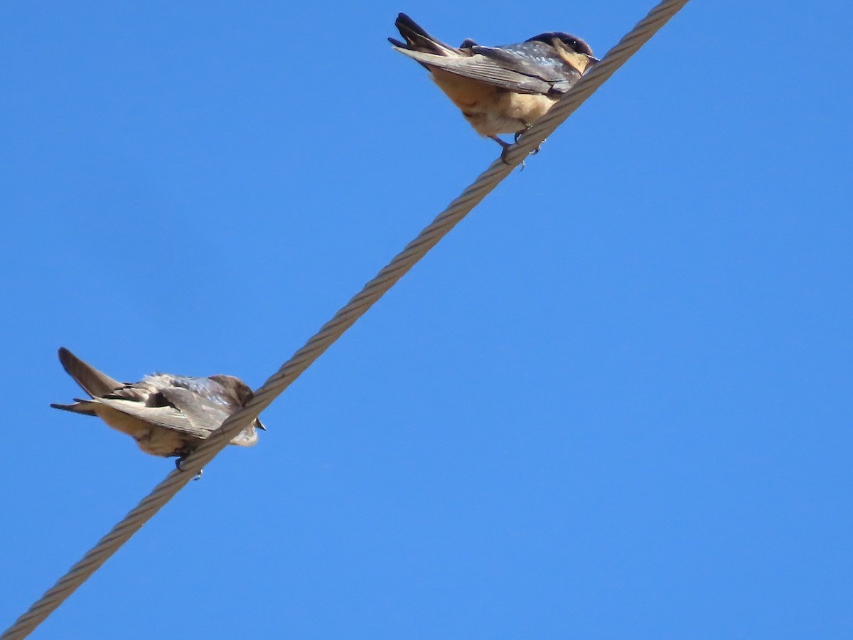 Barn Swallow - ML493734161