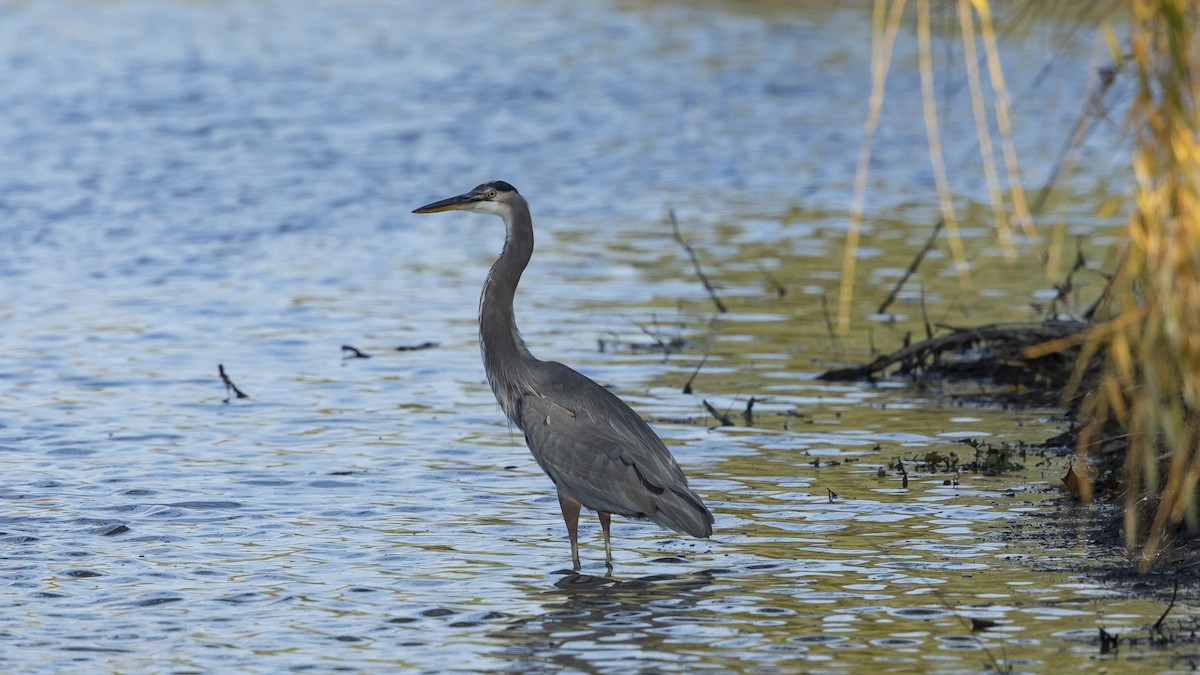 Great Blue Heron - ML493734211