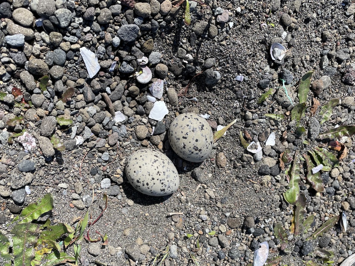 American Oystercatcher - ML493734341