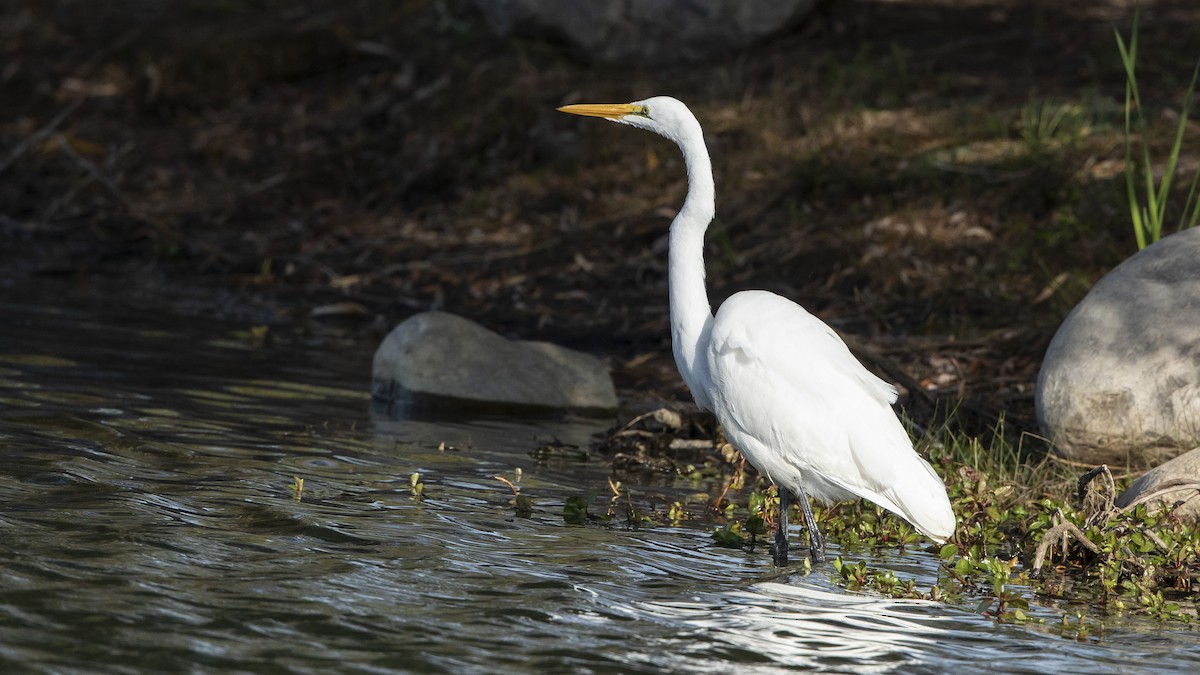 Great Egret - ML493734371