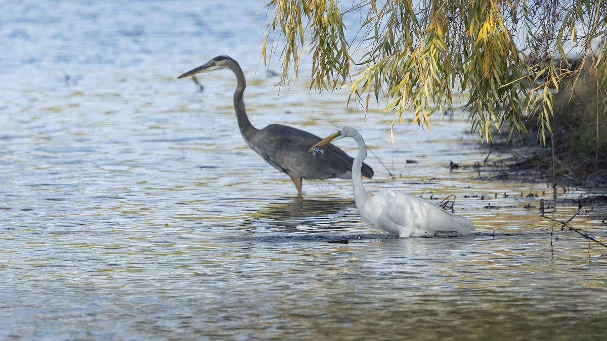 Great Egret - ML493734381