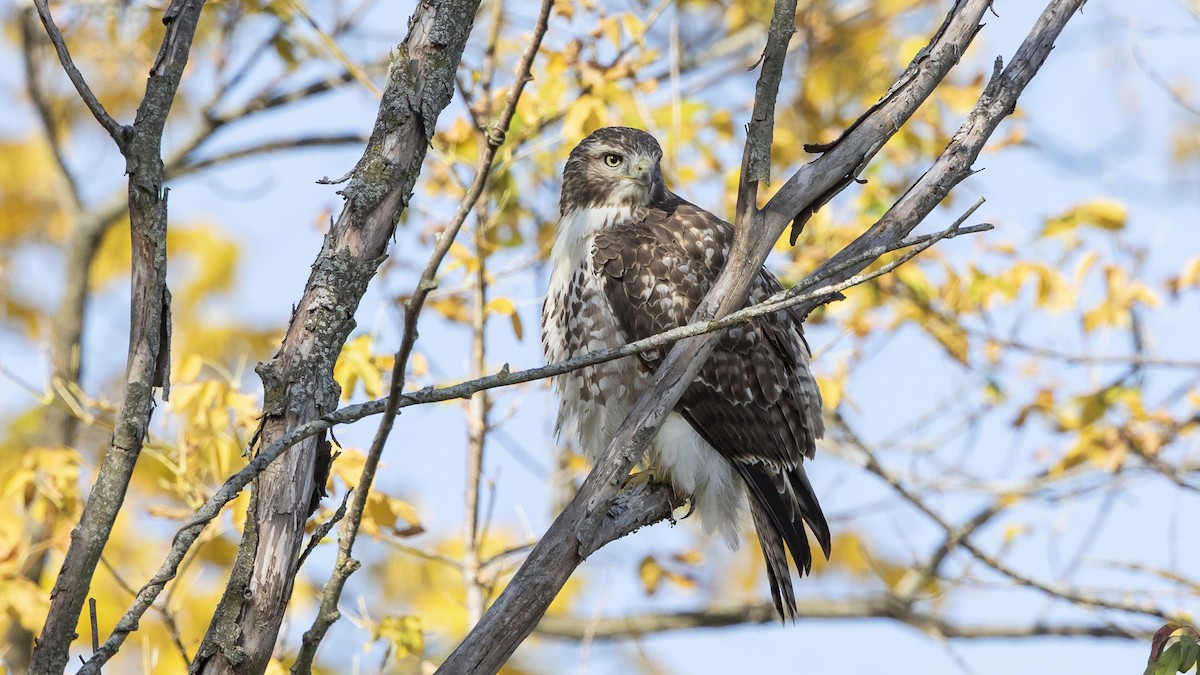 Red-tailed Hawk - ML493734591