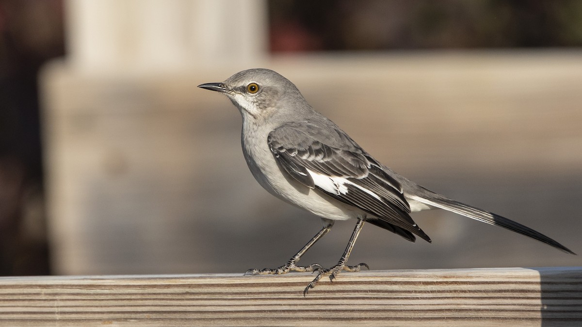 Northern Mockingbird - ML493734701