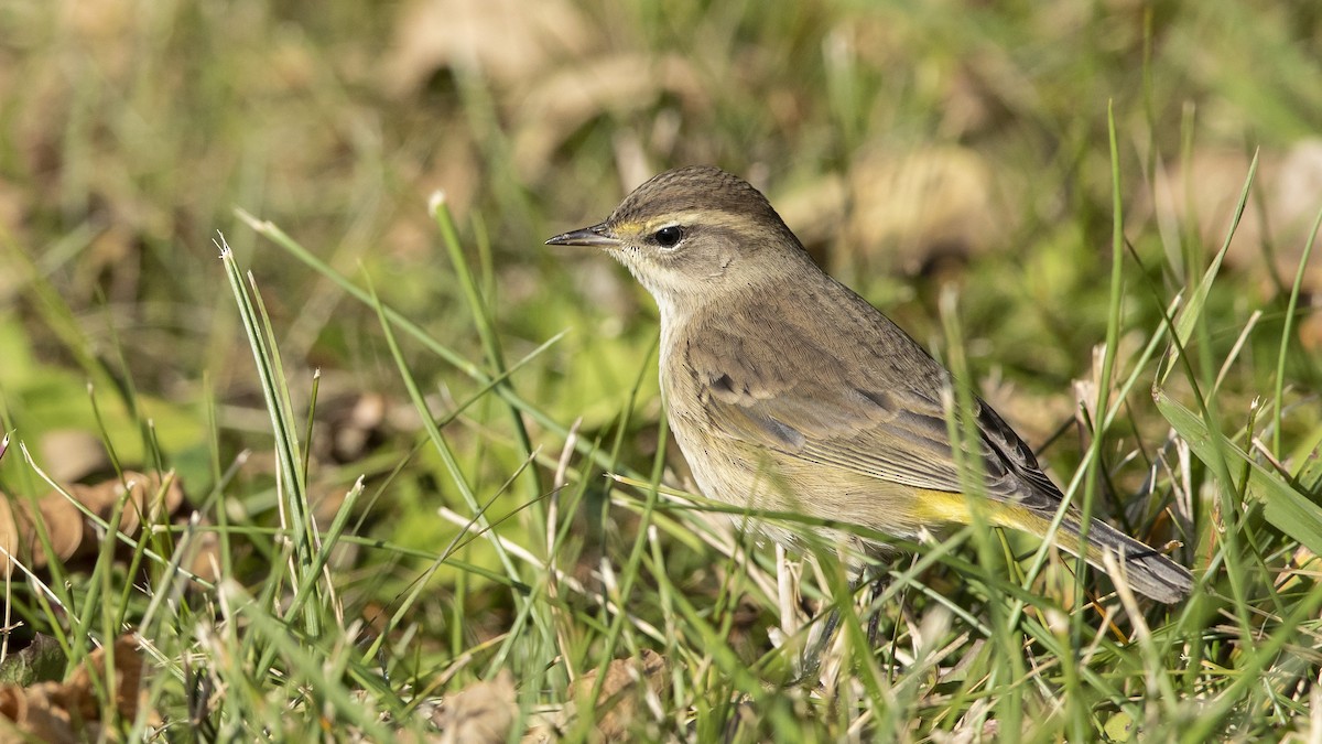 Palm Warbler - ML493734761