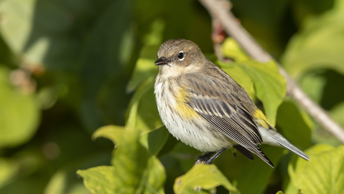 Yellow-rumped Warbler - ML493734831