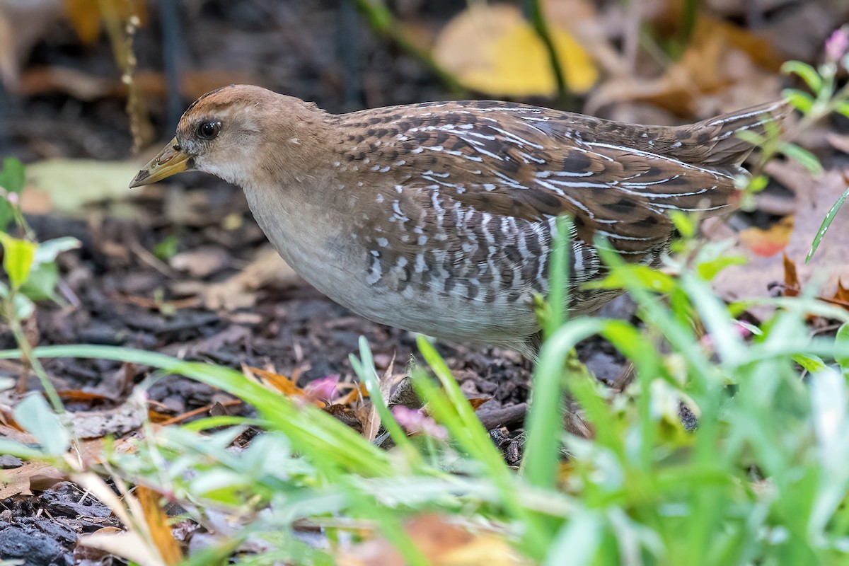 Polluela Sora - ML493736701