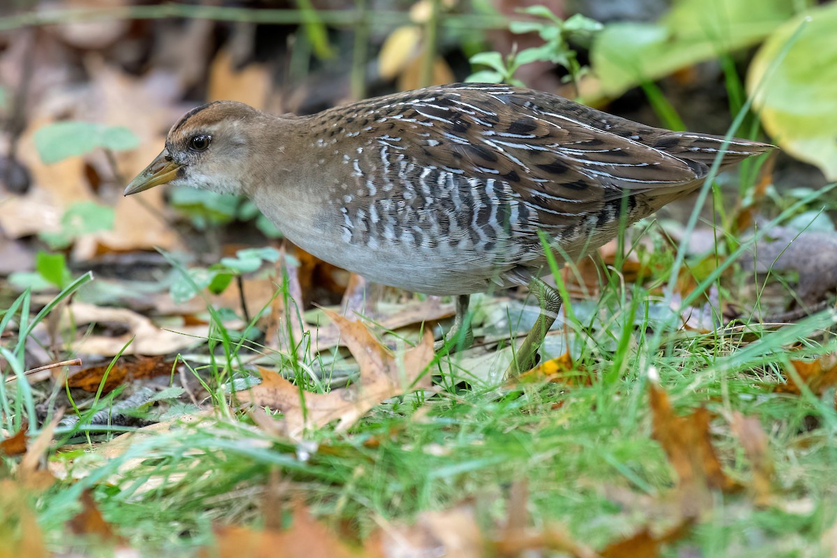 Polluela Sora - ML493736711