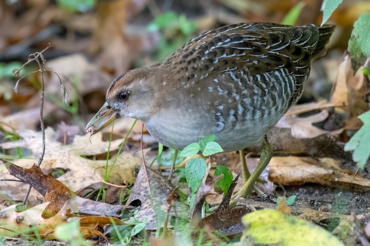 Polluela Sora - ML493736731