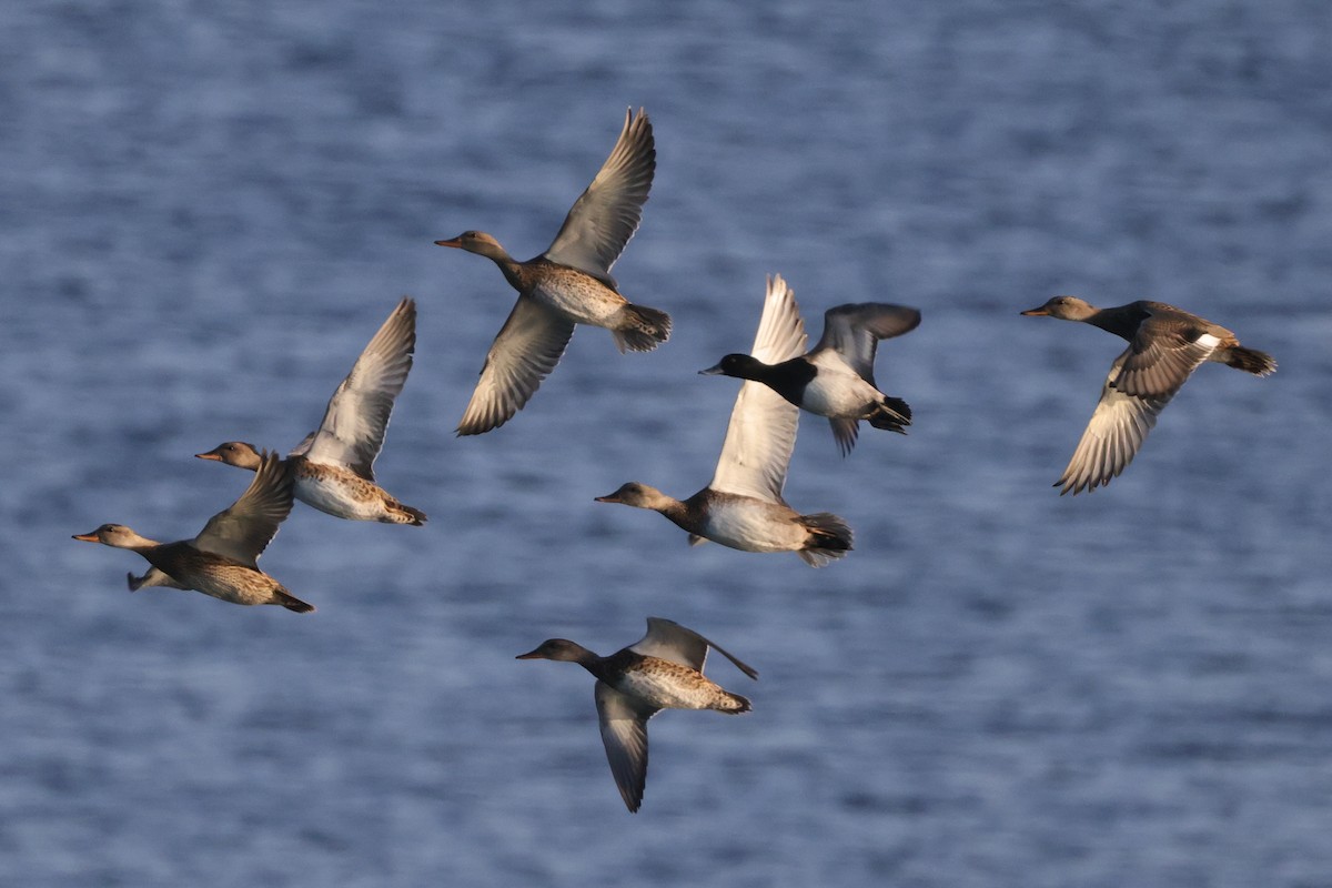 Greater Scaup - ML493737521