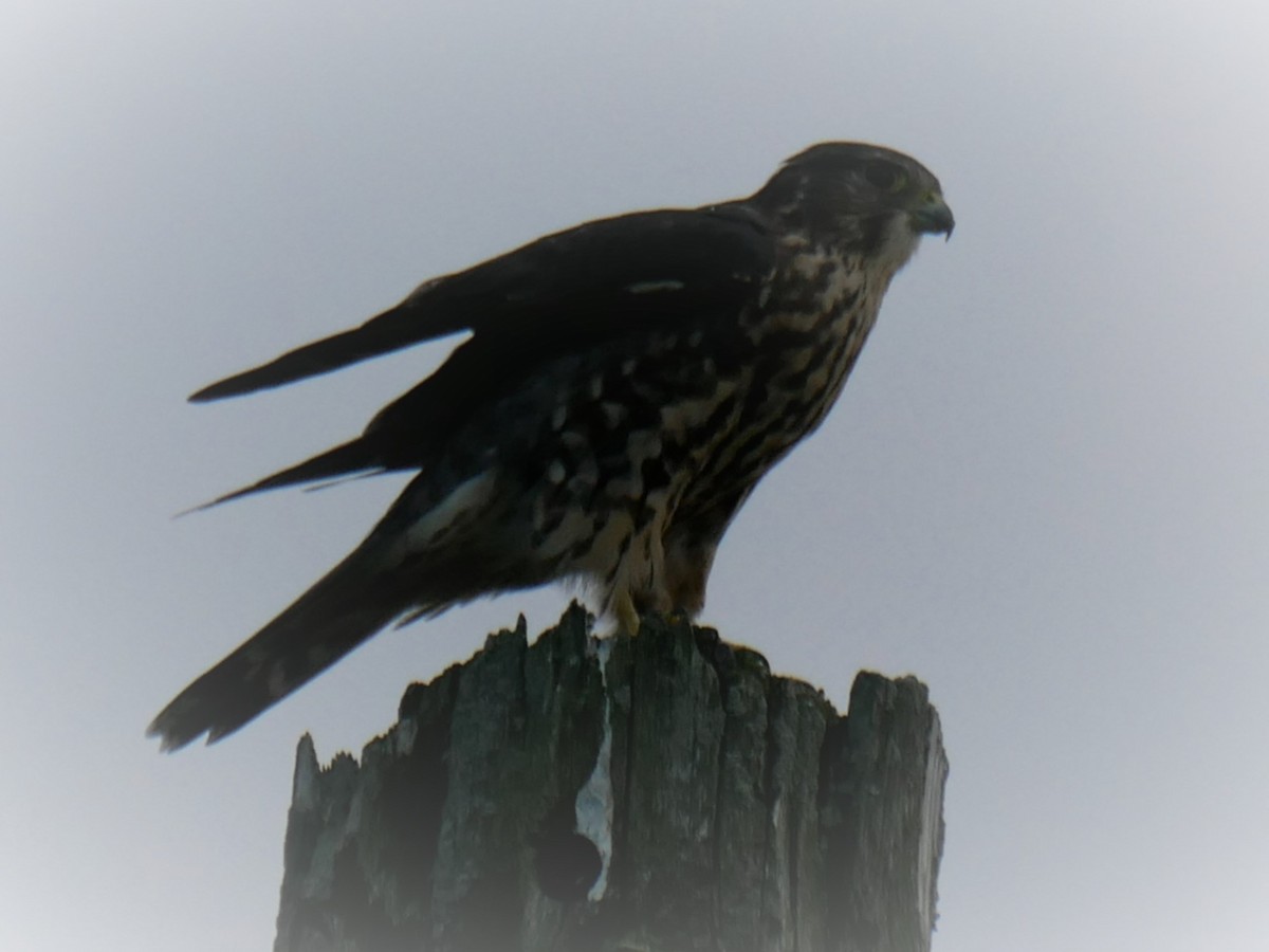 Merlin - ML493737901