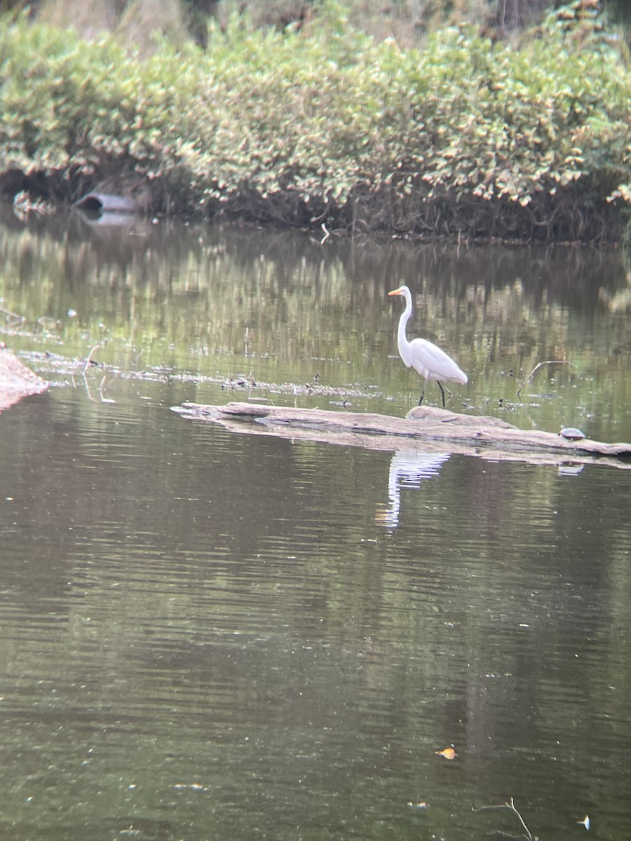 Great Egret - ML493738431