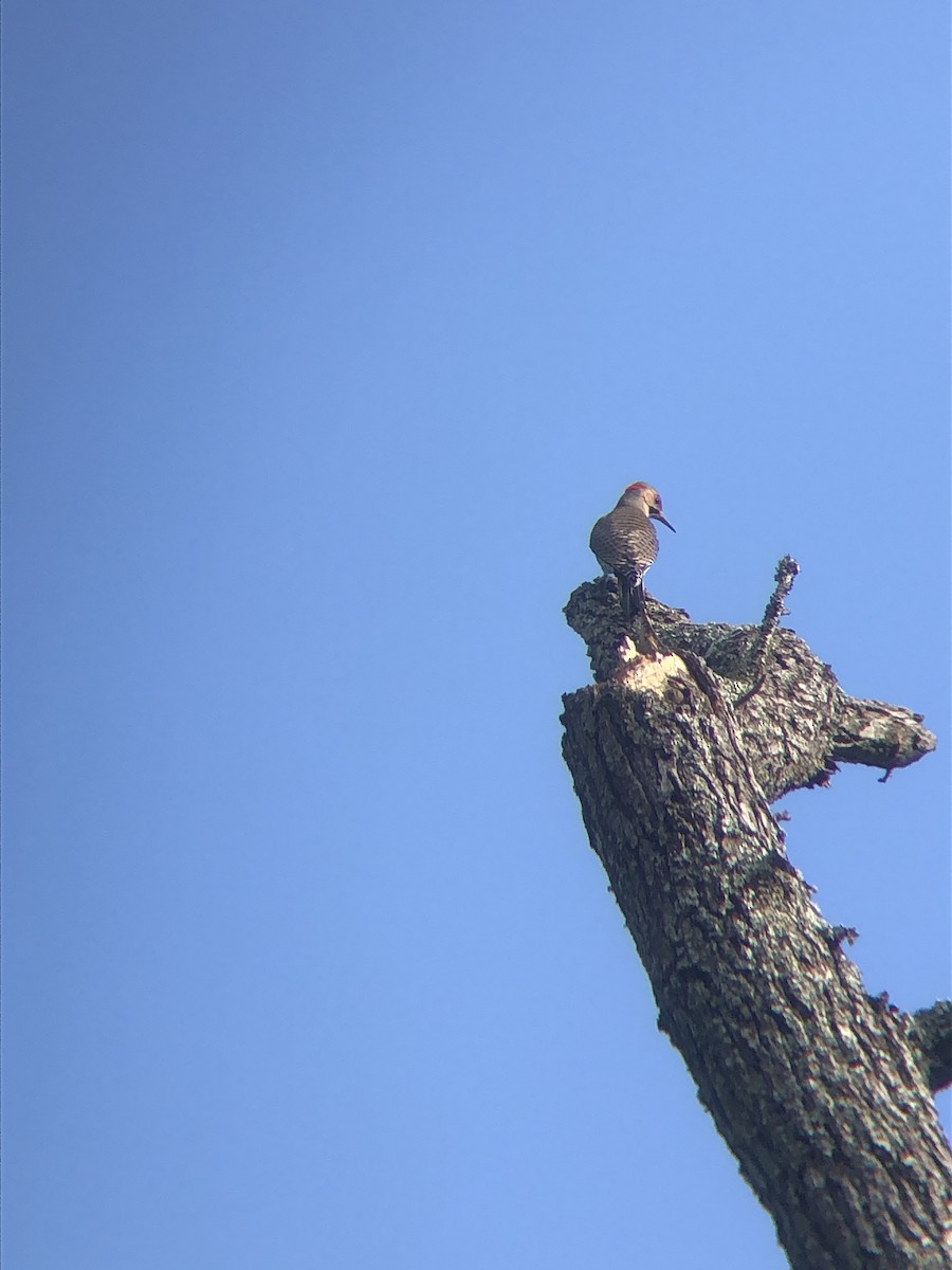 Northern Flicker - ML493738451