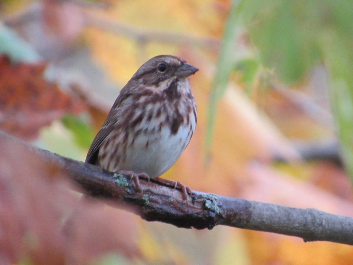 Song Sparrow - ML493738711