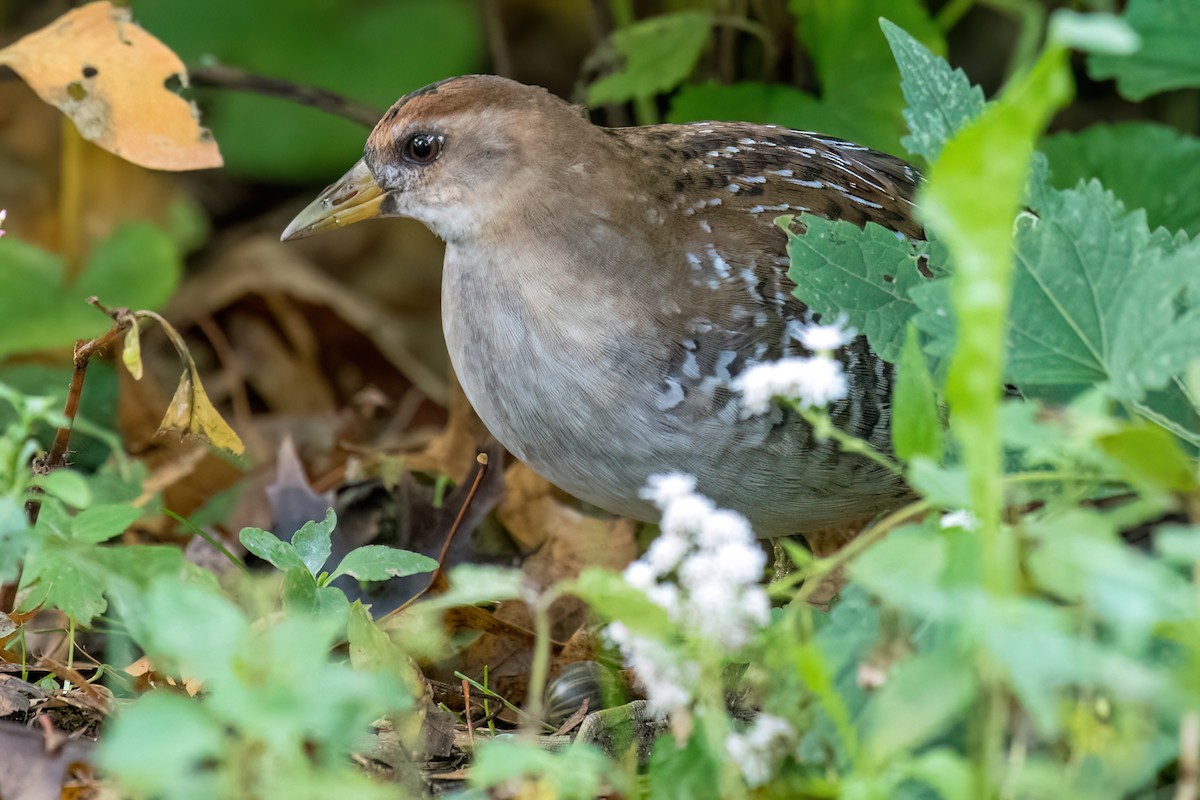 Polluela Sora - ML493738851