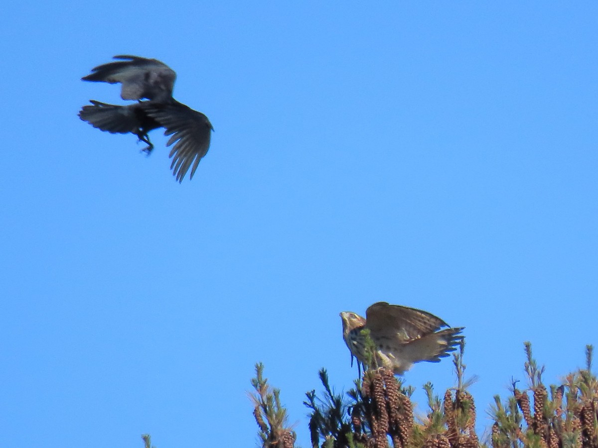 Red-shouldered Hawk - Edward Kittredge