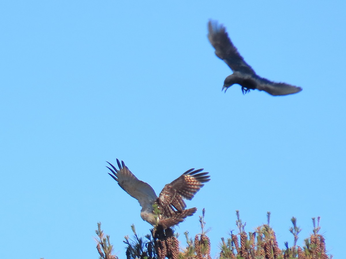 Red-shouldered Hawk - ML493740111