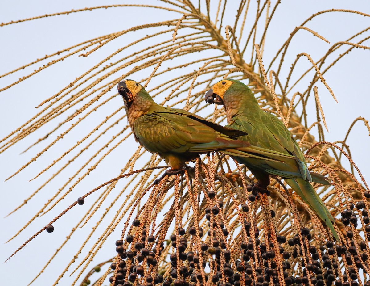 Red-bellied Macaw - ML493740161