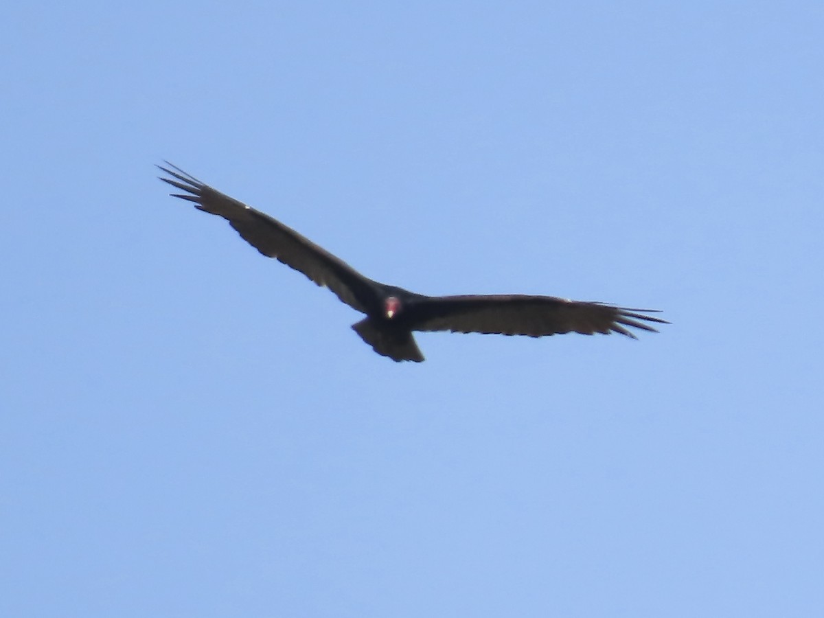 Turkey Vulture - ML493741041