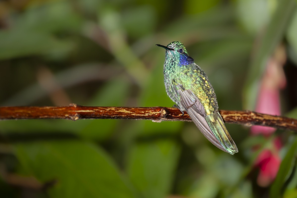 kolibřík modrouchý - ML493741141