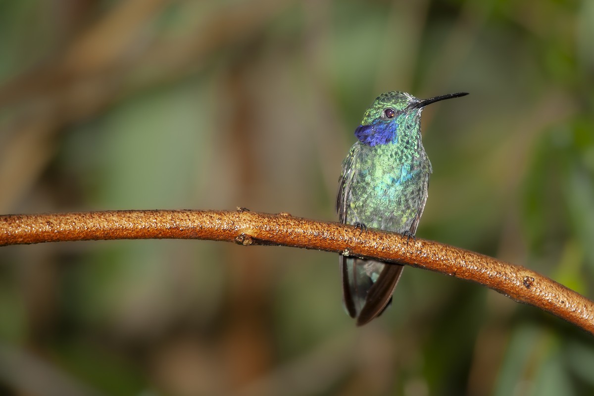 kolibřík modrouchý - ML493741151