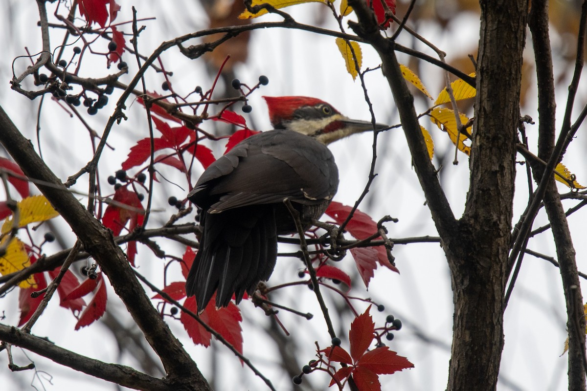 Pileated Woodpecker - Anne Marion