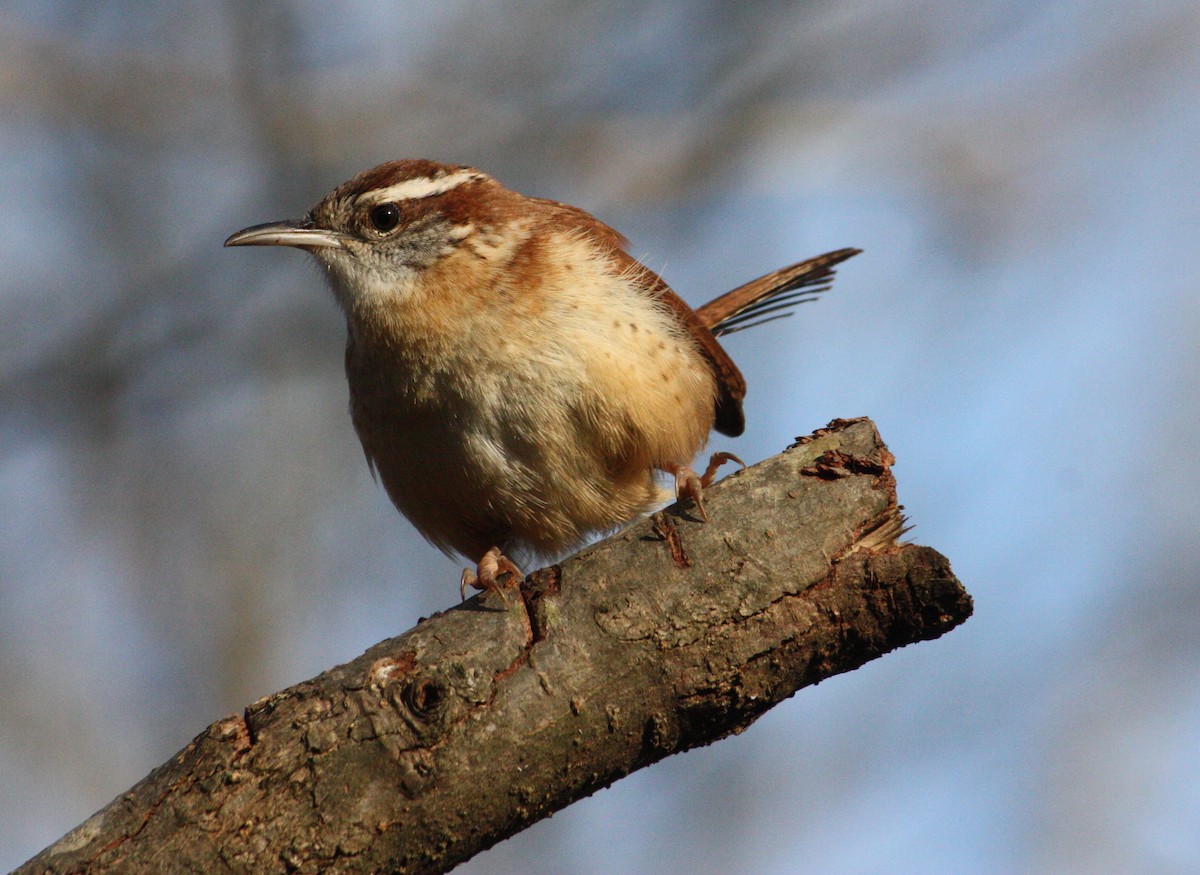 Carolina Wren - Bob Myers