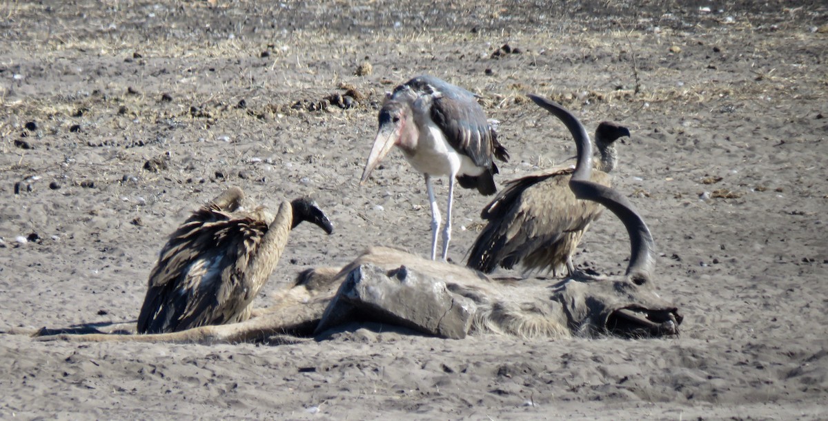 White-backed Vulture - ML493743021