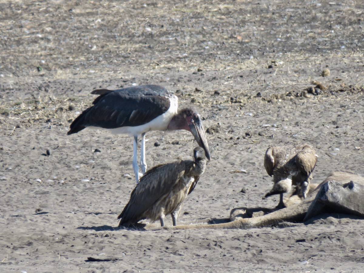 White-backed Vulture - ML493743041