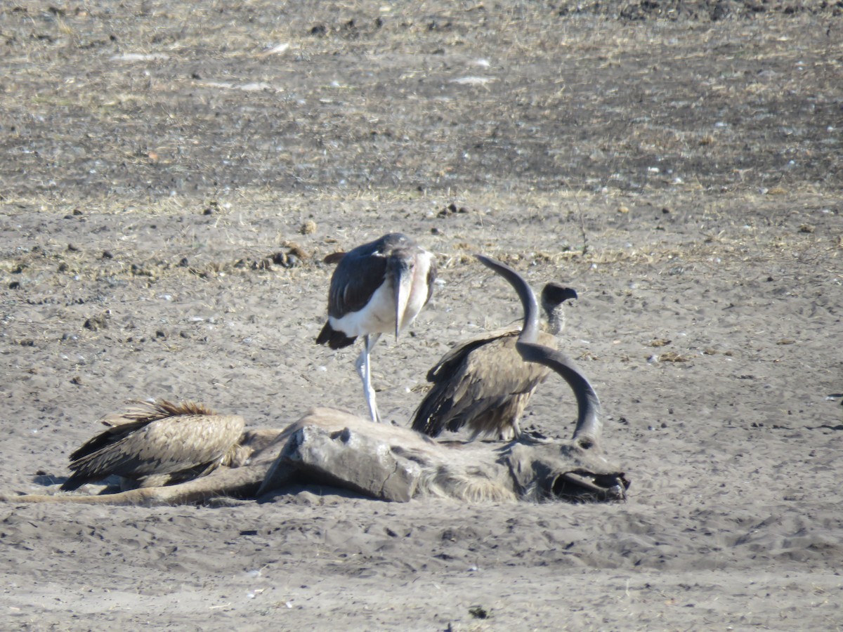 White-backed Vulture - ML493743071