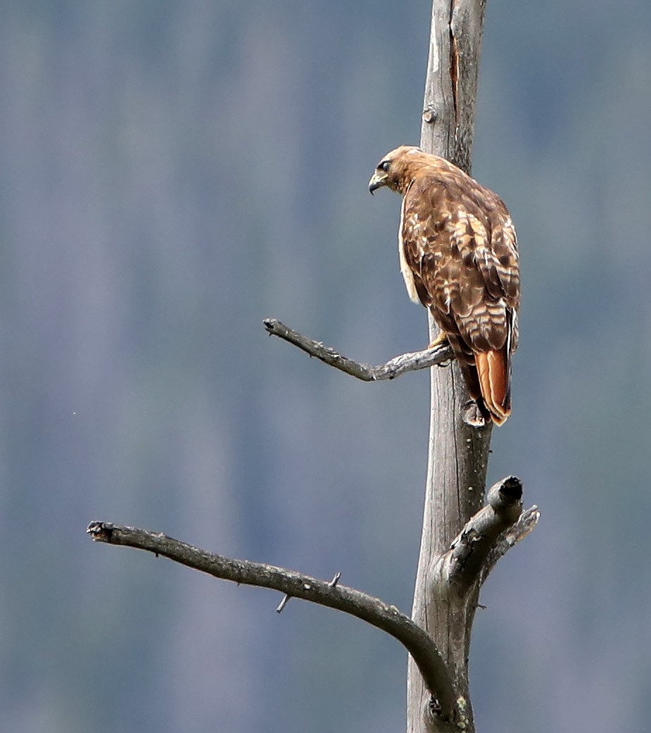 Red-tailed Hawk - Elizabeth Winter