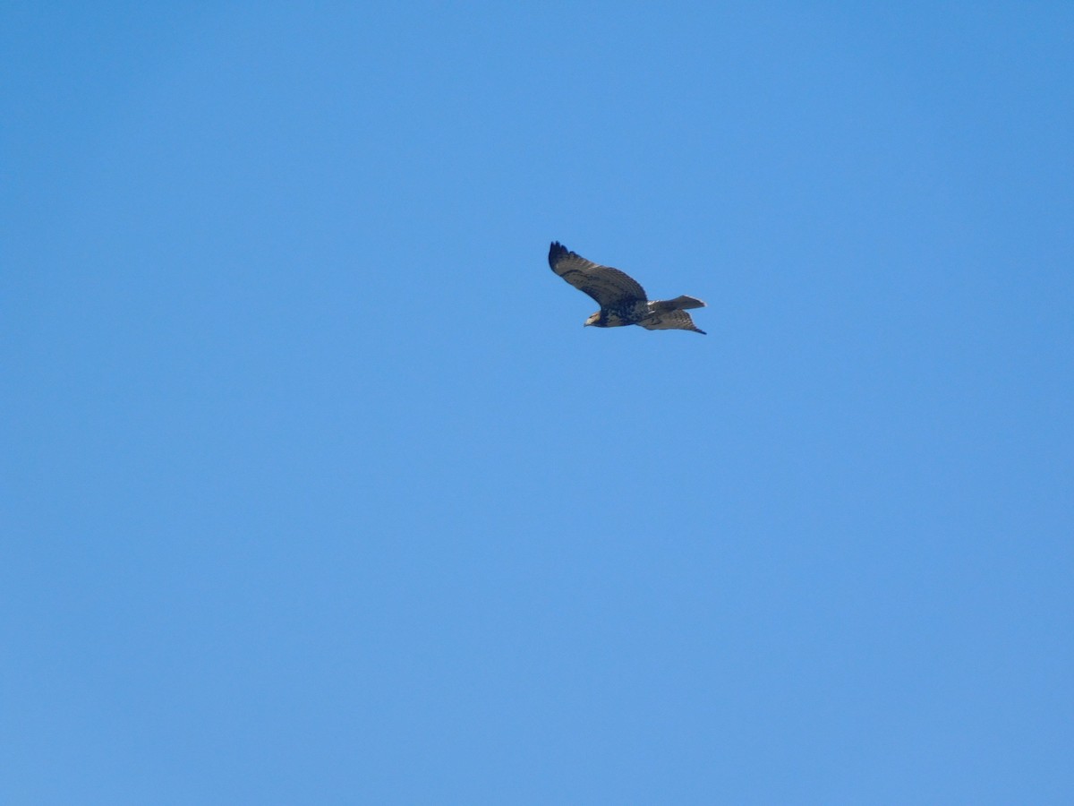 hawk sp. - ML493744121