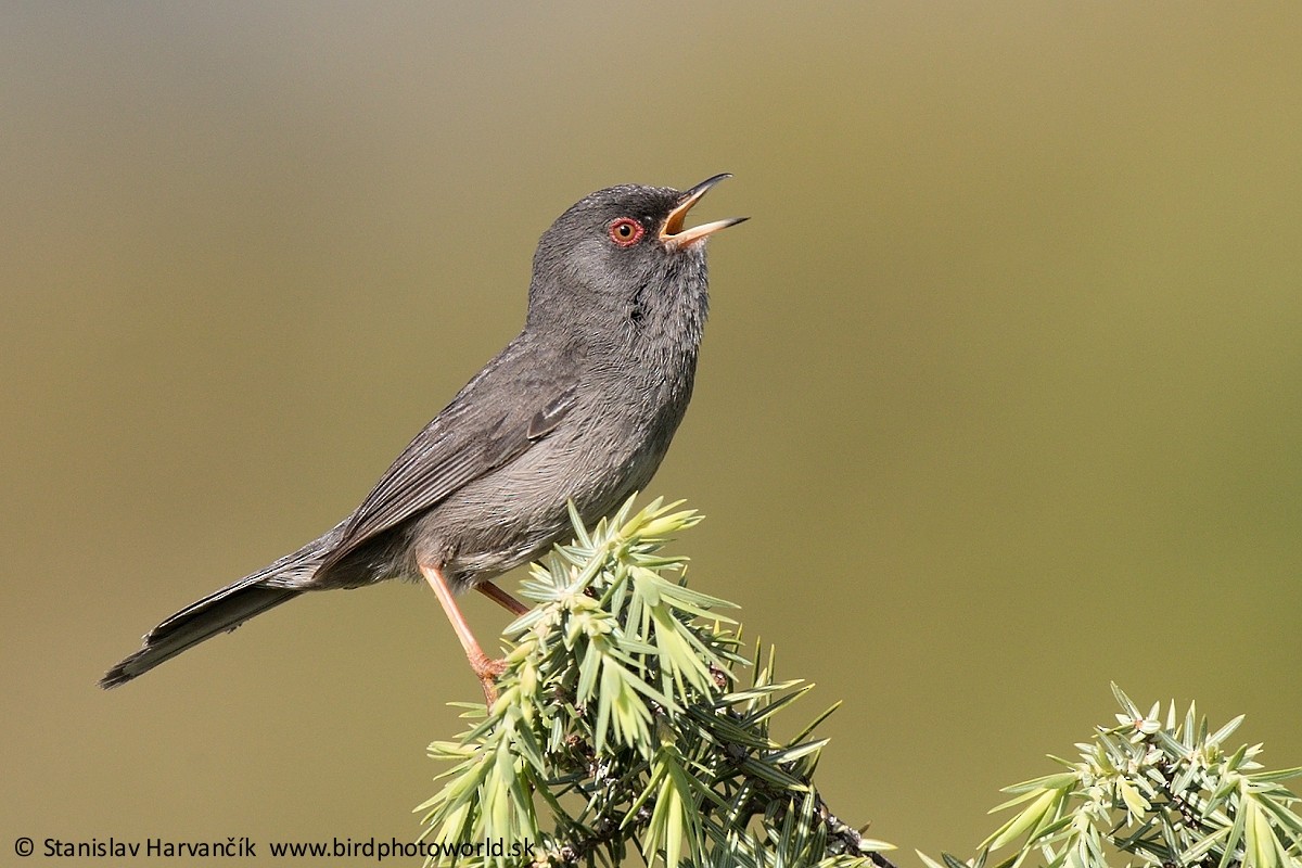 Marmora's Warbler - ML493744471