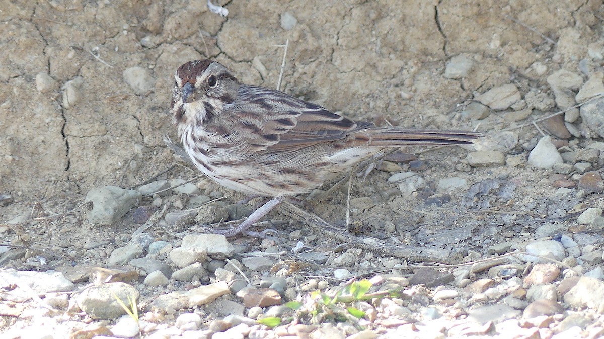 Song Sparrow - Leslie Sours