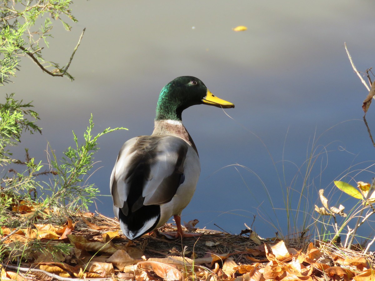 Mallard - ML493745251