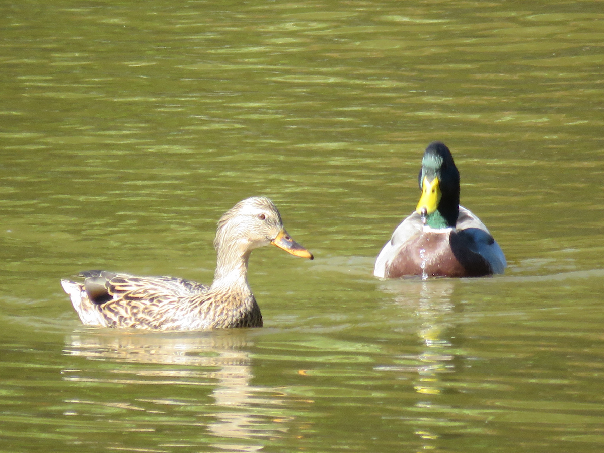 Mallard - ML493745261