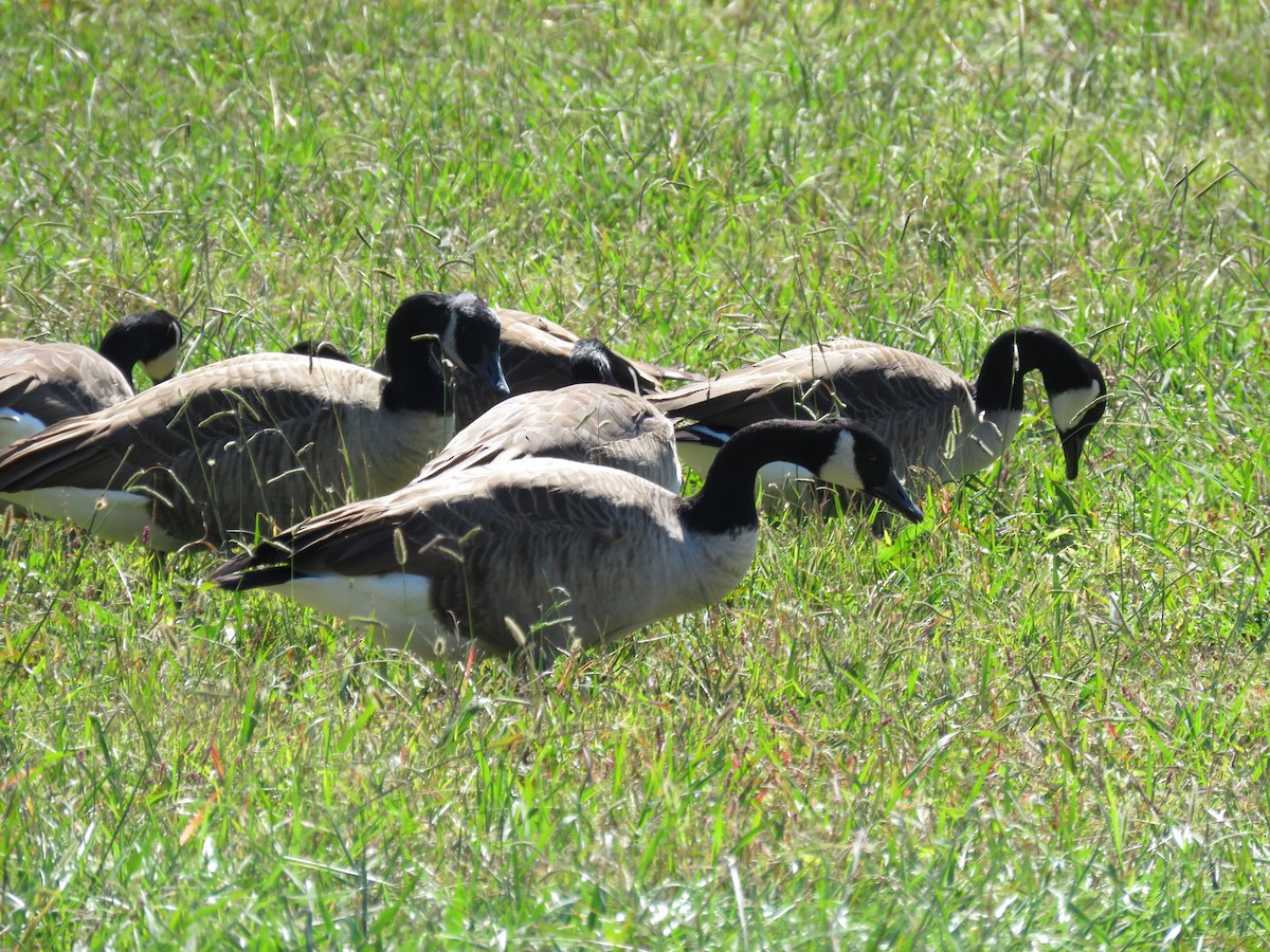 Canada Goose - ML493745441