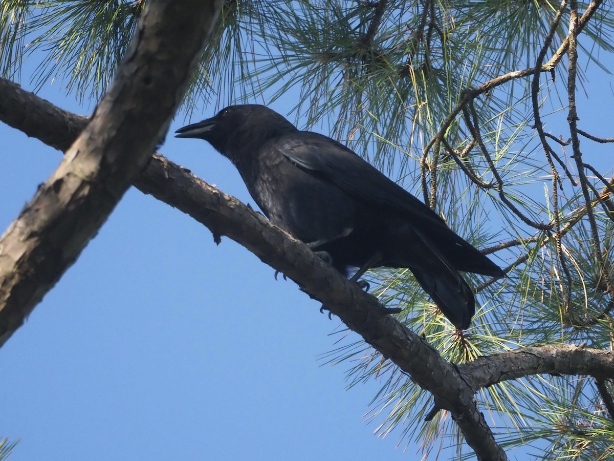 American Crow - ML493745641