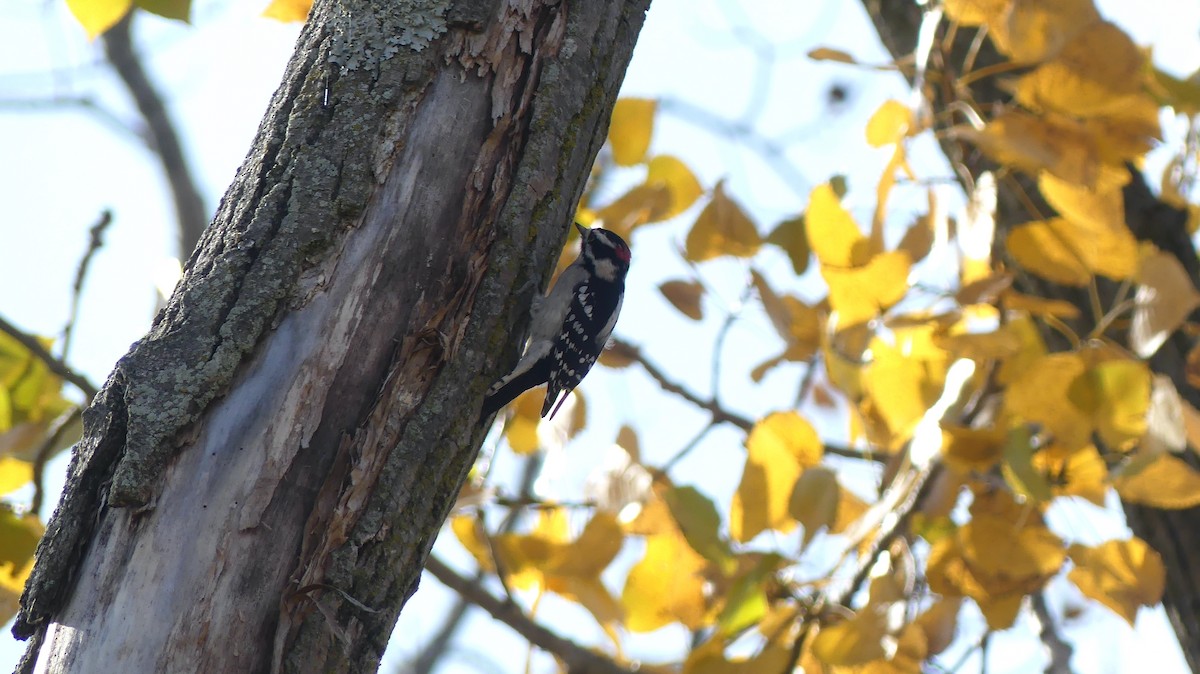 Downy Woodpecker - Leslie Sours