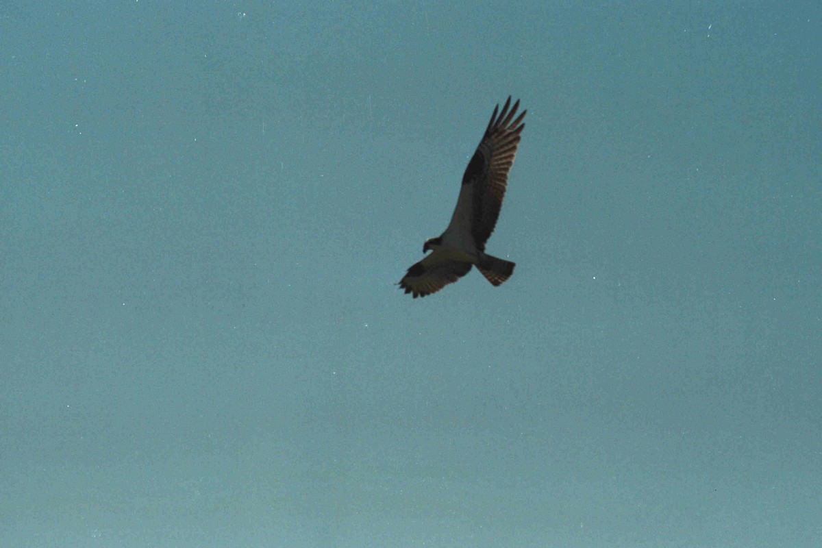 Balbuzard pêcheur - ML493747431