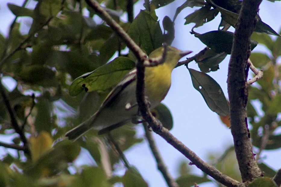 Yellow-throated Vireo - ML493747581