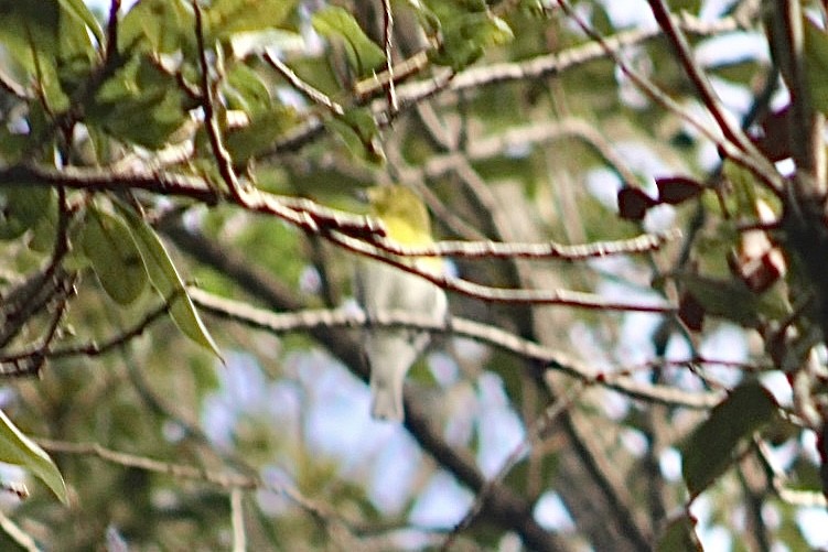 Yellow-throated Vireo - ML493747591