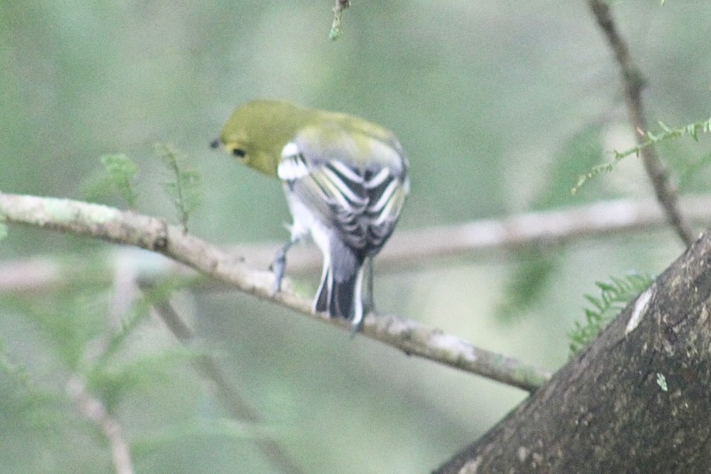Yellow-throated Vireo - ML493747601