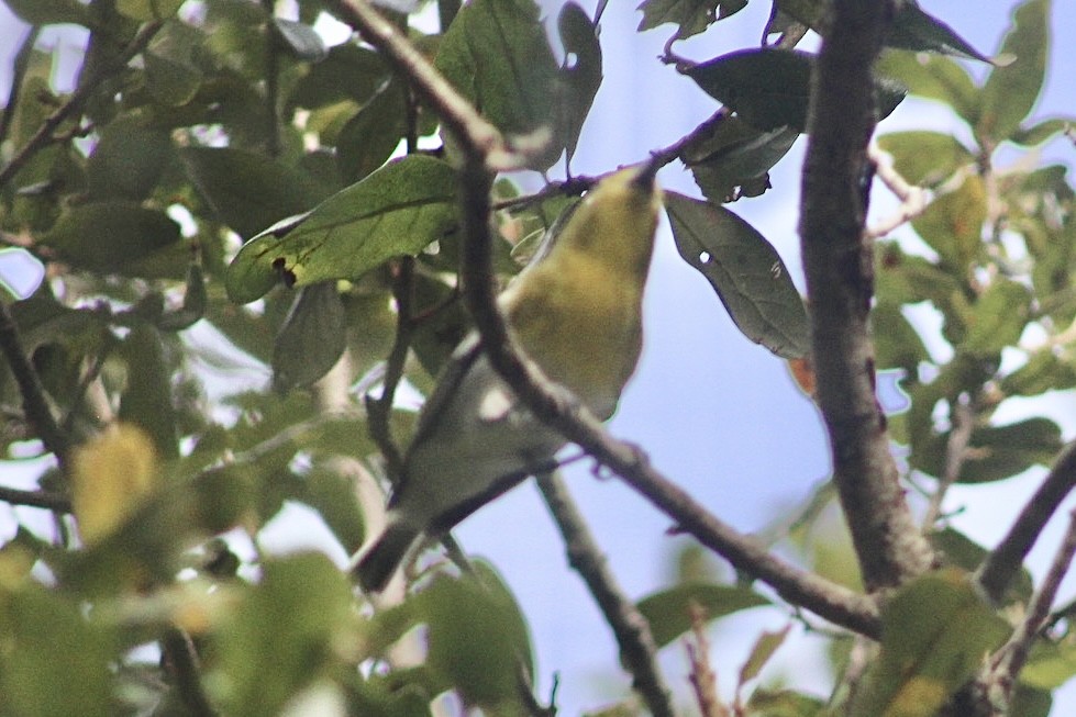 Yellow-throated Vireo - ML493747611