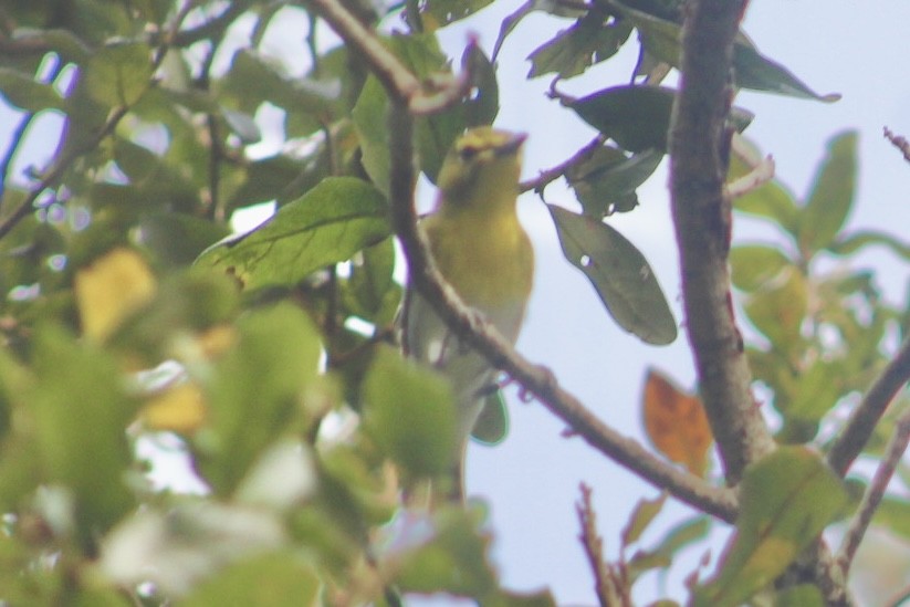 Yellow-throated Vireo - ML493747641